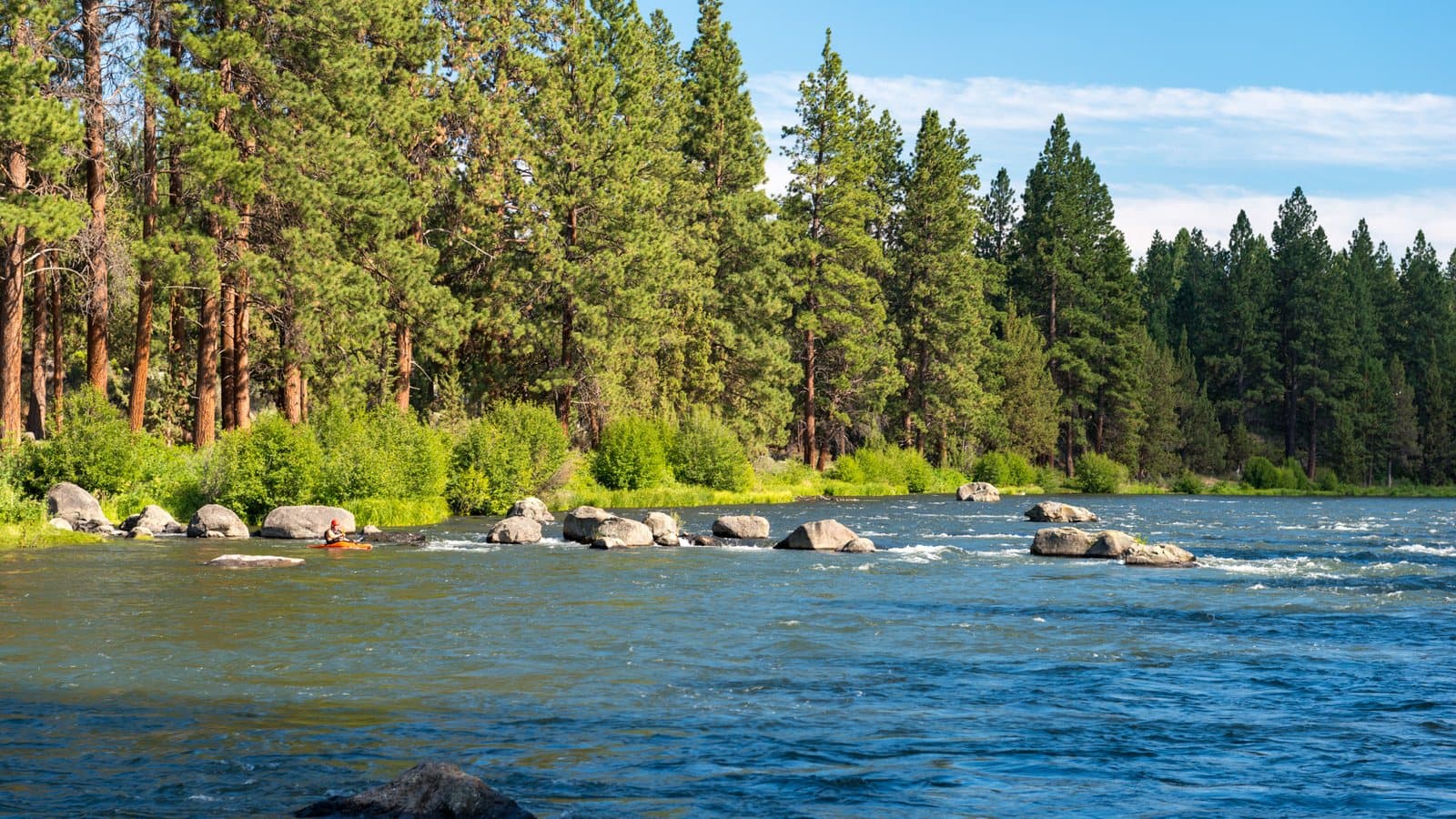 The Deschutes River Trail through ponderosa pines near Bend